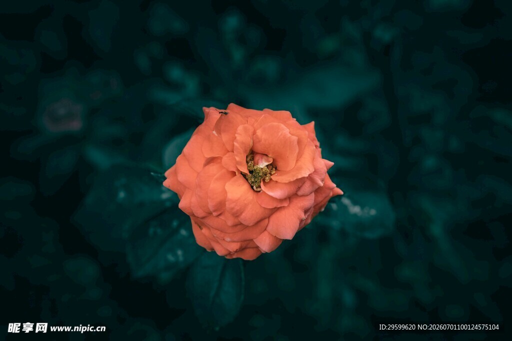 娇艳橙花绽放