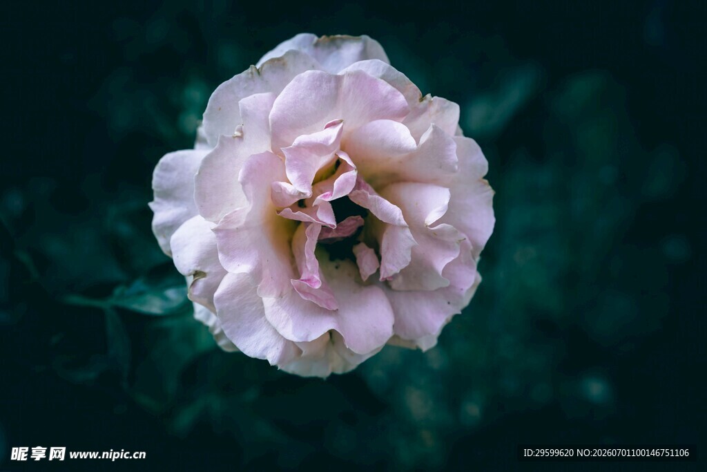 淡粉花朵特写