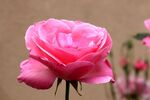 娇艳粉色月季花