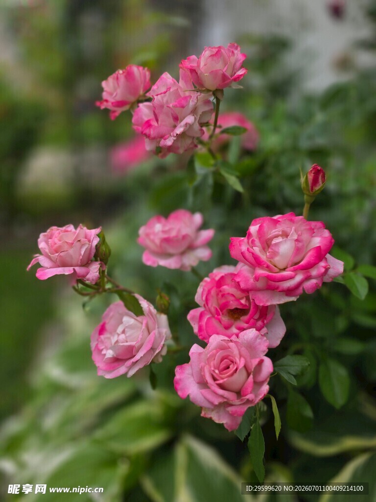 娇艳粉色月季花绽放
