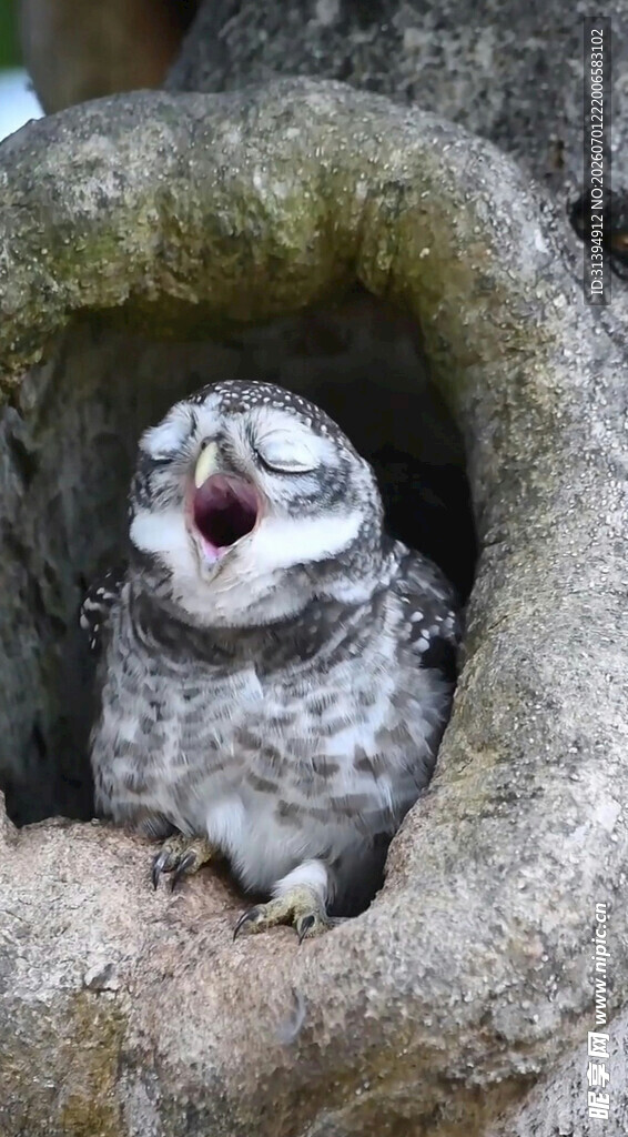 树洞中的可爱猫头鹰