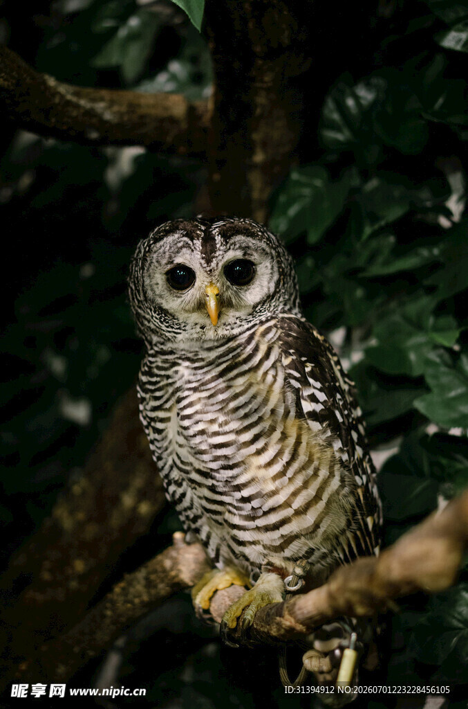 树枝上的两只猫头鹰