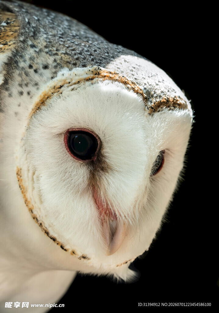 白面猫头鹰特写