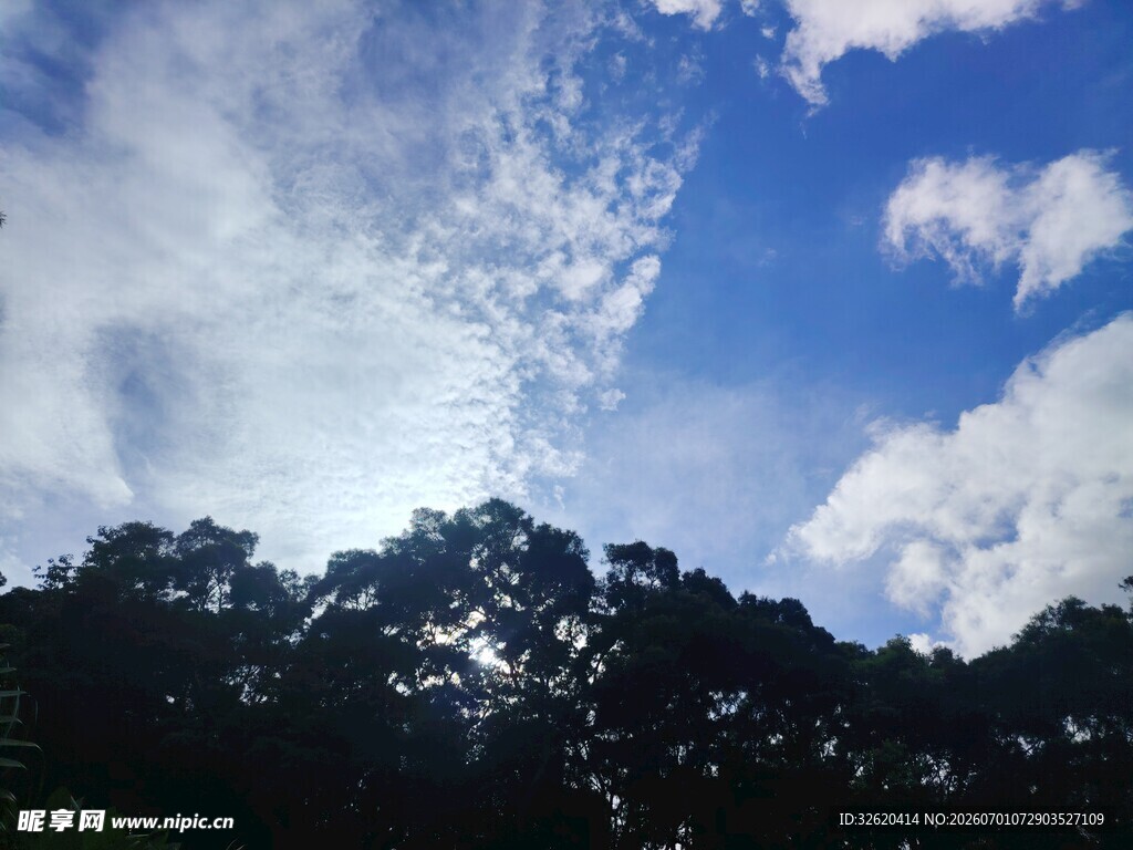 蓝天绿树间的阳光美景