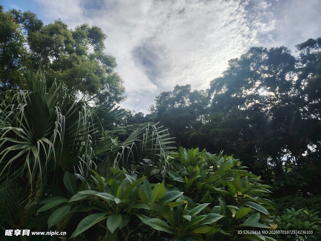 繁茂丛林中的绿意景致