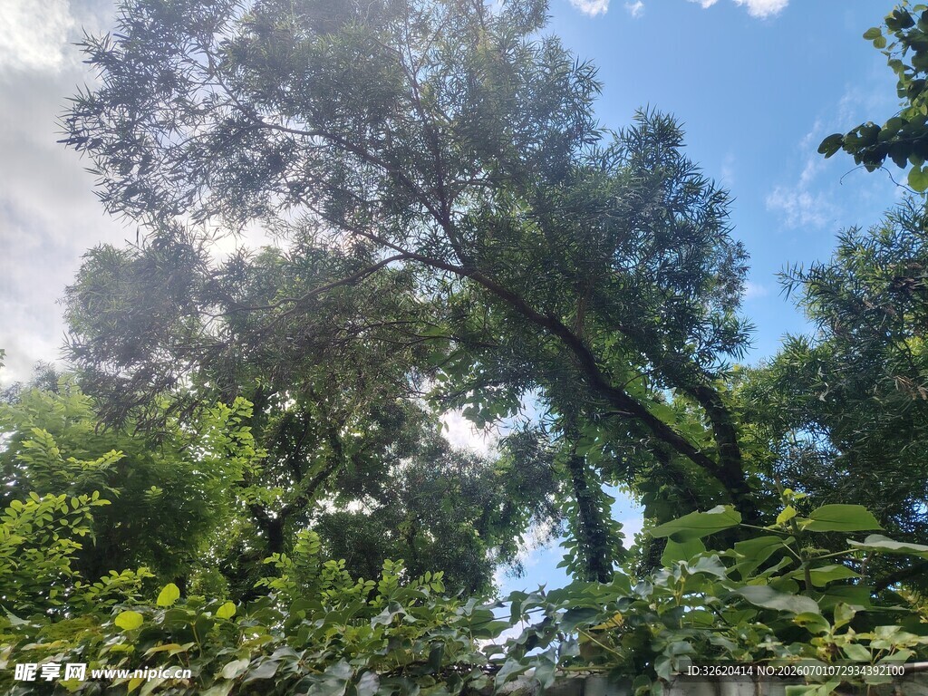 仰视葱郁树林与蓝天