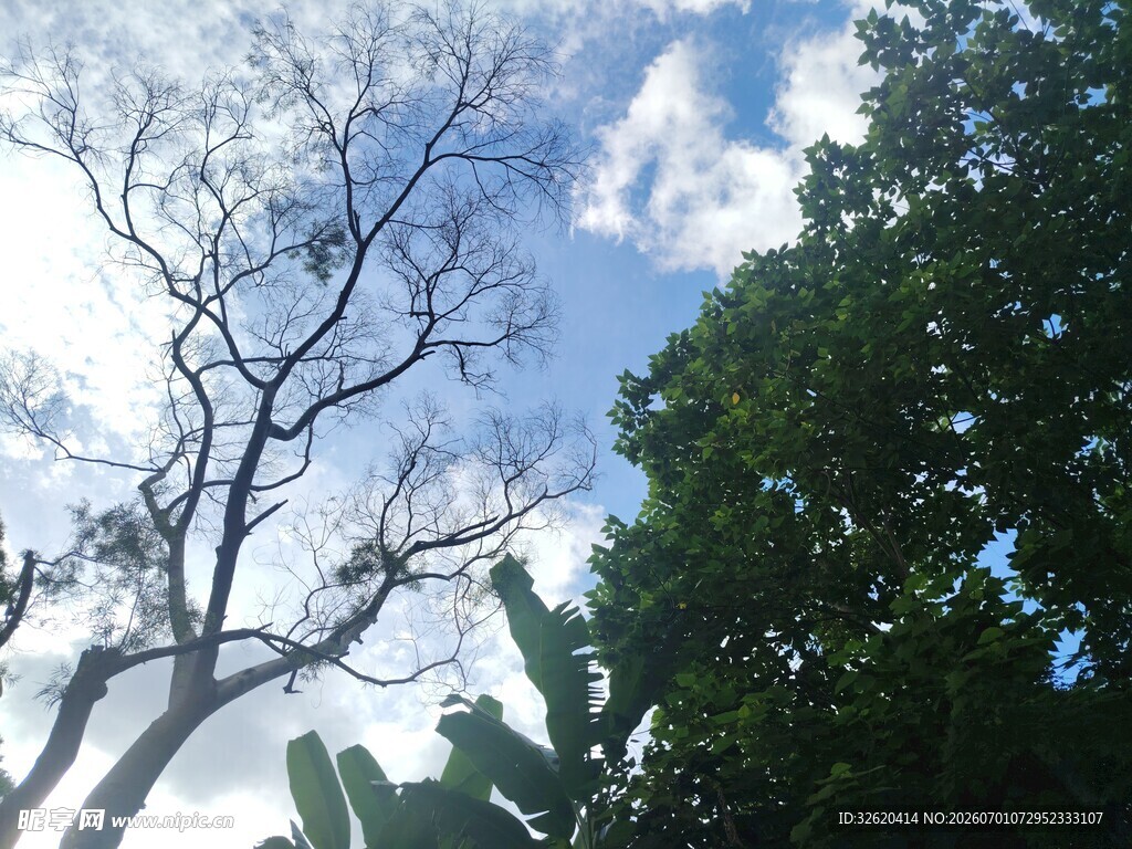 蓝天绿树间的自然景致