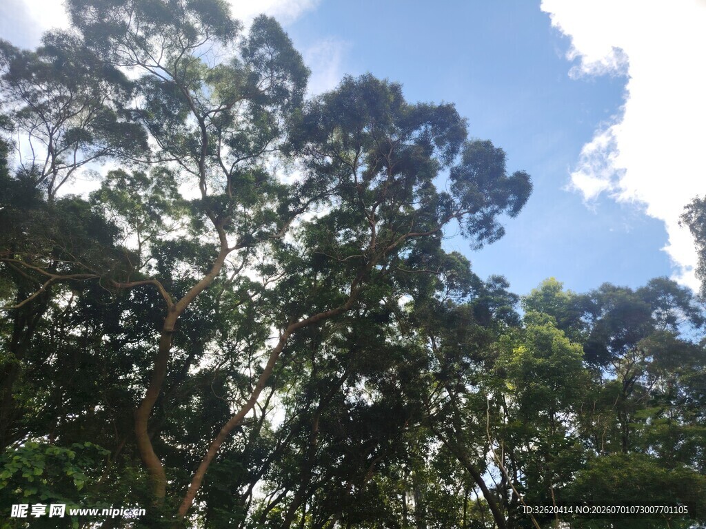 蓝天映衬下的茂密树林