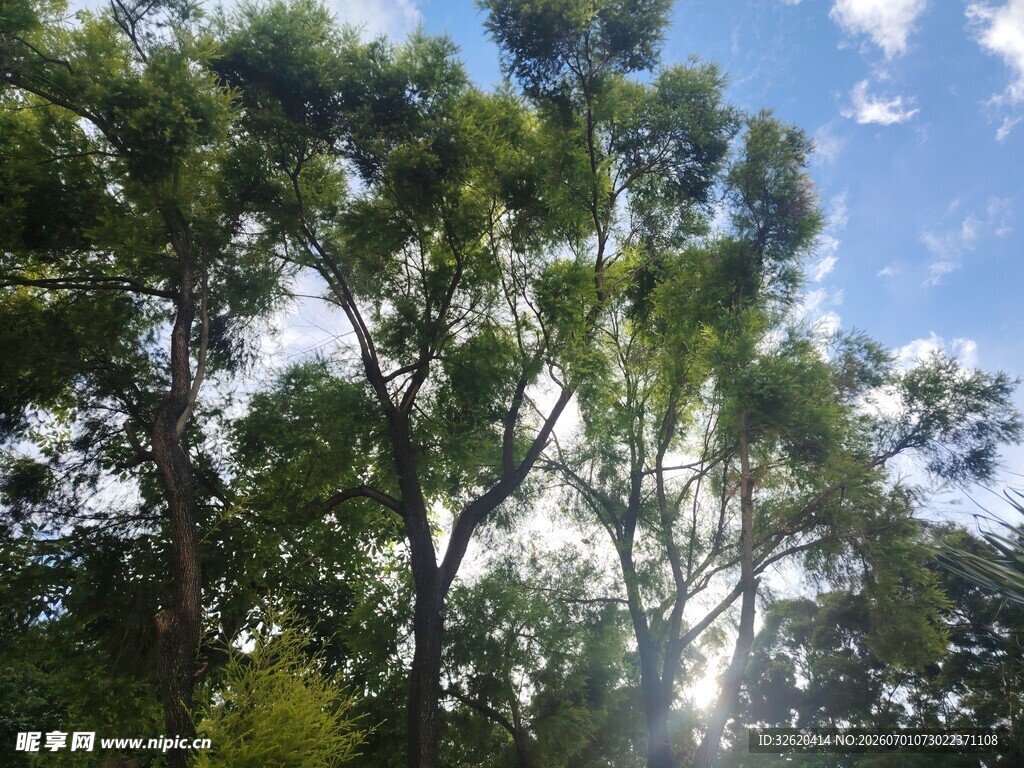 阳光穿透树林的清新景象