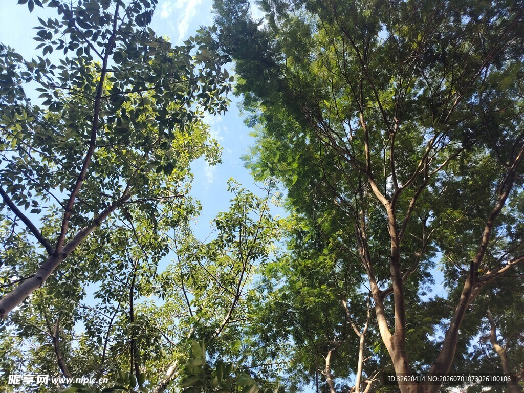 仰视茂密树林树冠