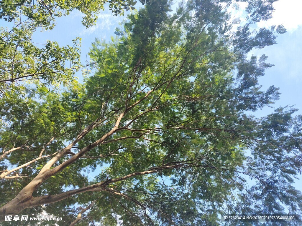 仰视葱郁树木景观