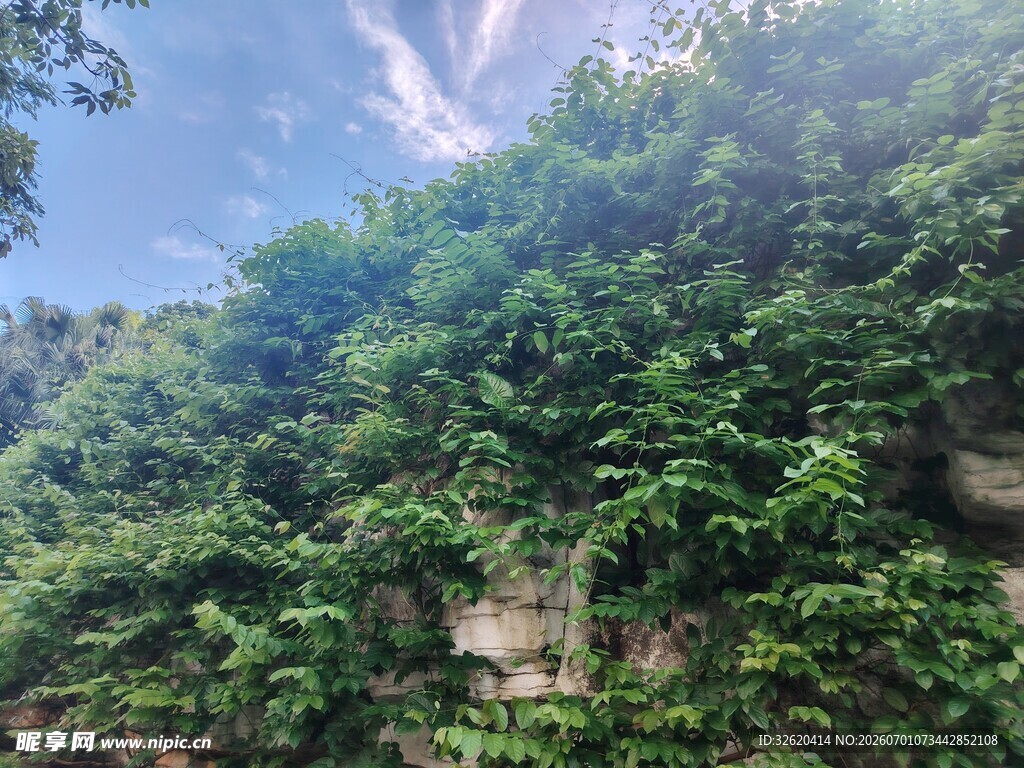绿意盎然的崖壁植被景观