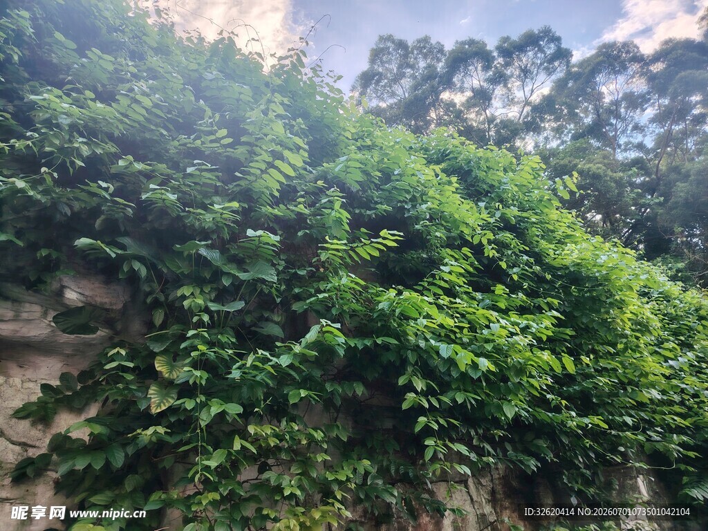 翠绿藤蔓覆盖古老石墙