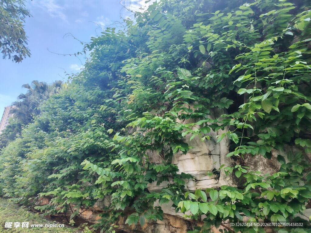 繁茂绿植中的隐蔽箱体
