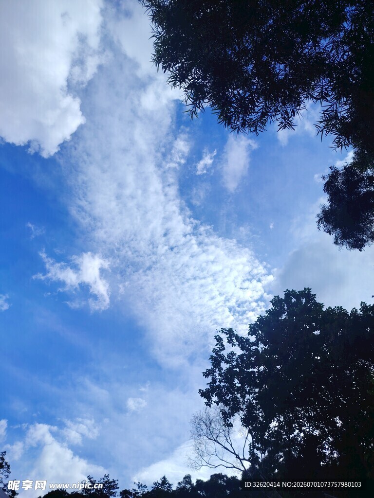 仰望蓝天与繁茂树木