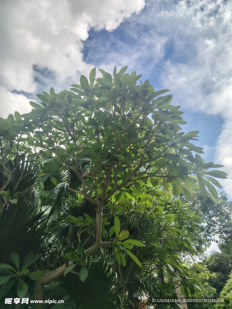 繁茂绿树与蓝天白云