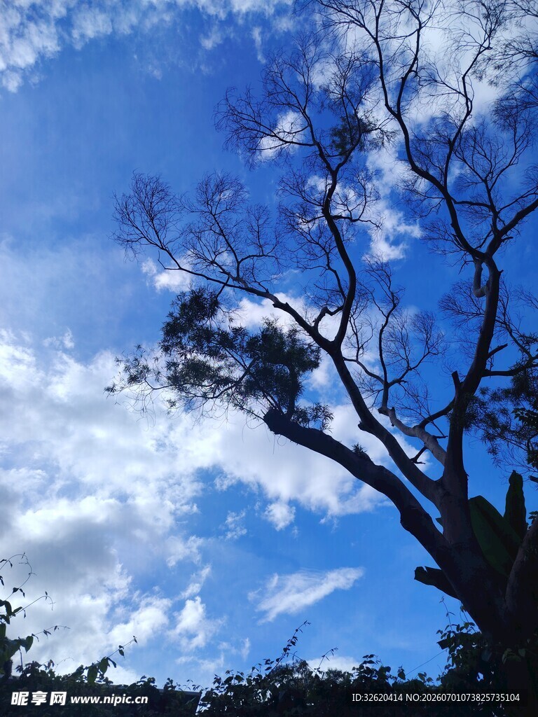 蓝天树枝间的自然景致