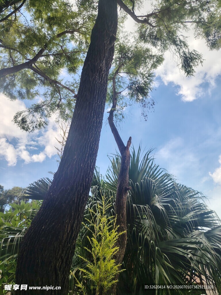仰视参天大树与蓝天美景