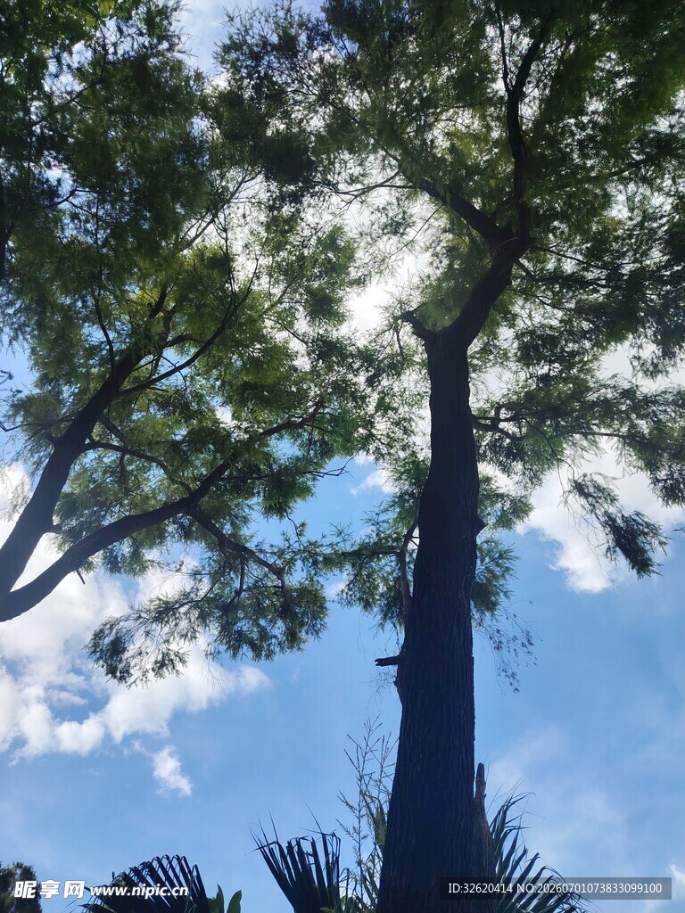 蓝天绿树间的自然景致
