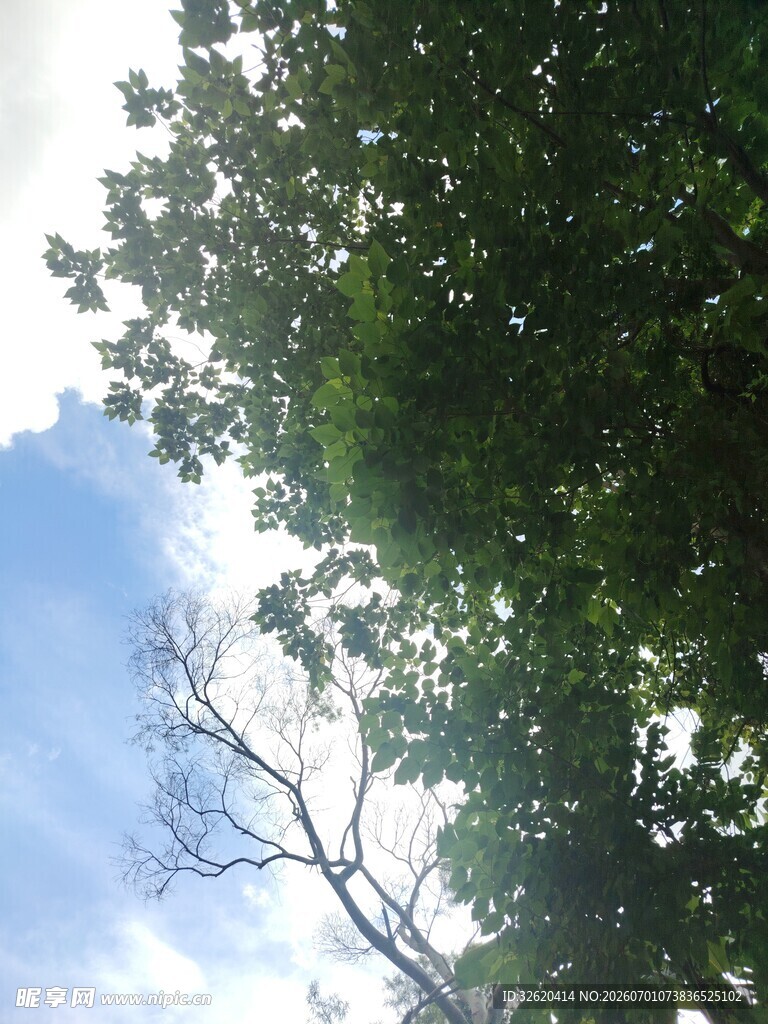 仰望蓝天绿树间的景致