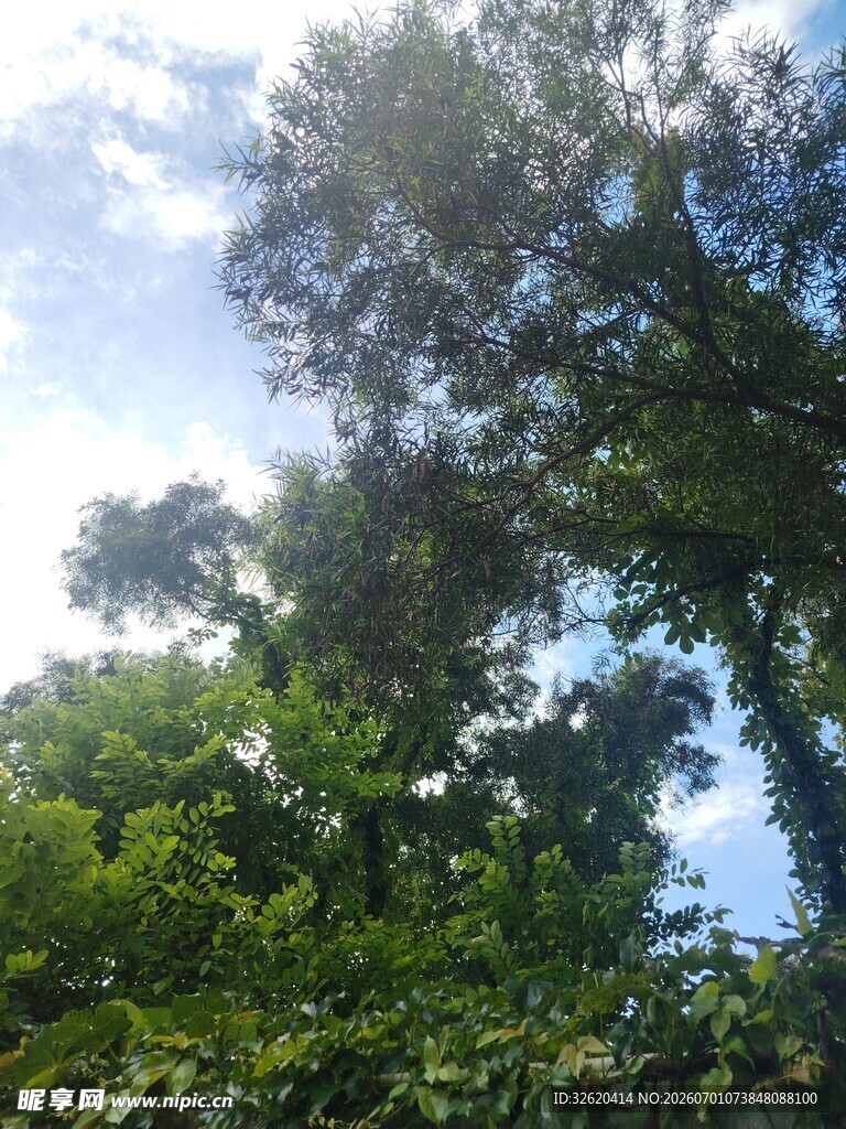 仰视葱郁树林与蓝天