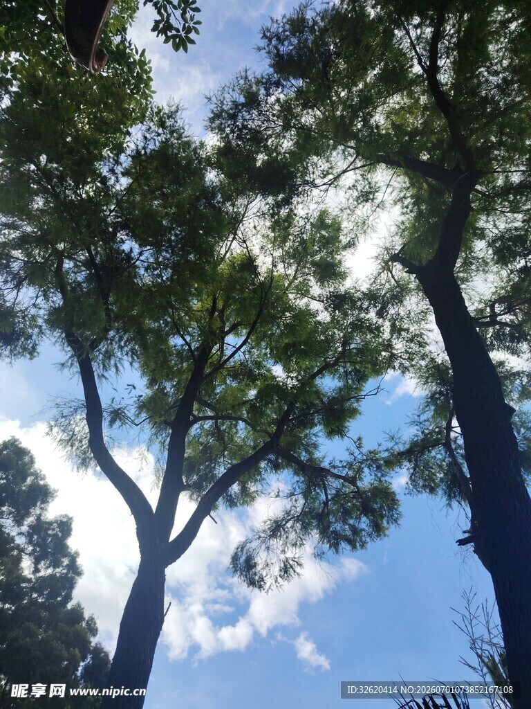 仰望葱郁树冠与蓝天