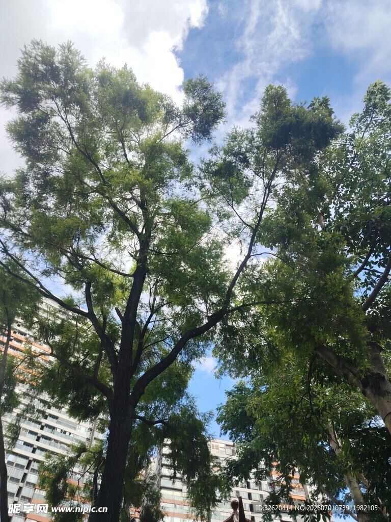 阳光下的绿树与高楼