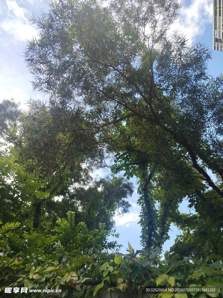 夏日繁茂绿树与蓝天景象
