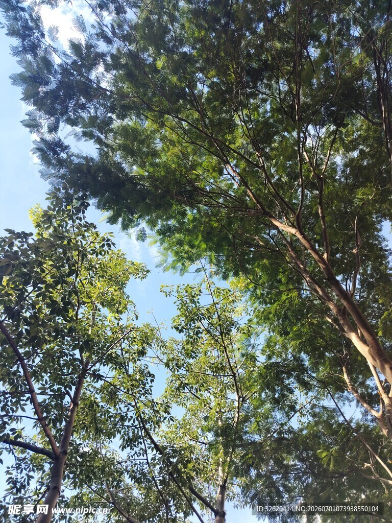 仰视茂密树木的清新景象