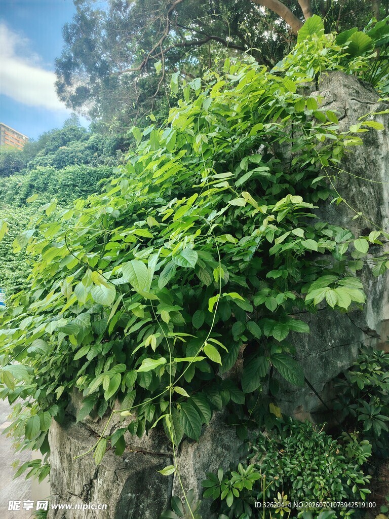 山坡上繁茂的绿色植物