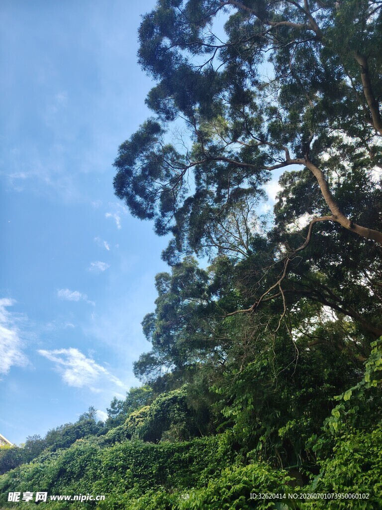 蓝天绿树间的自然景致