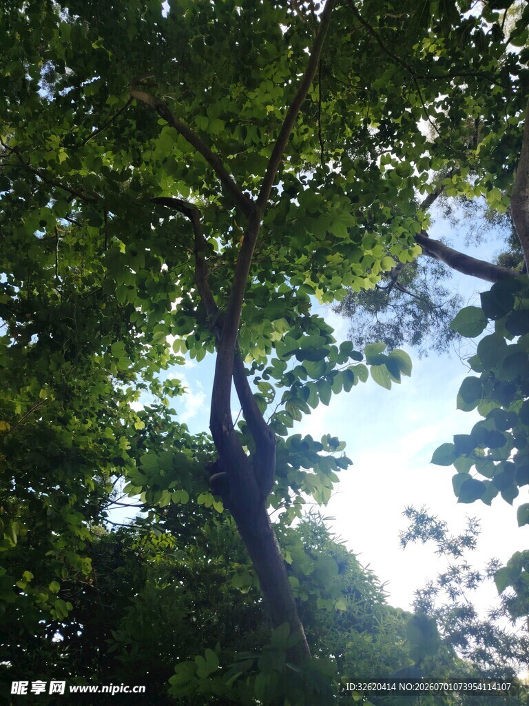 透过枝叶看蓝天