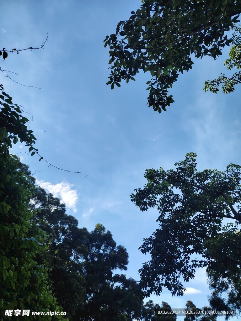 仰望林间蓝天