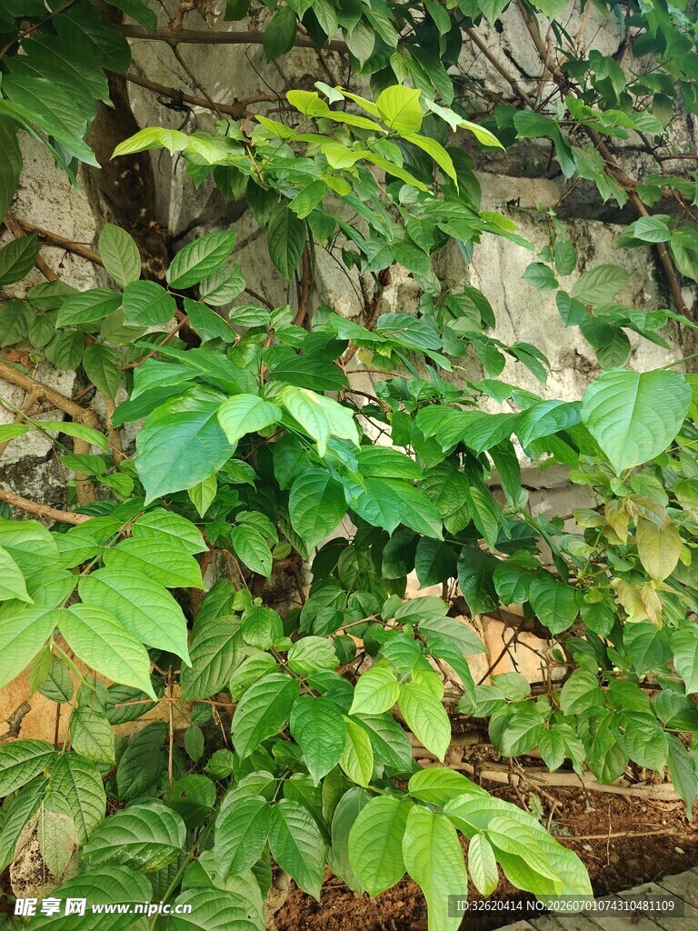 繁茂绿植