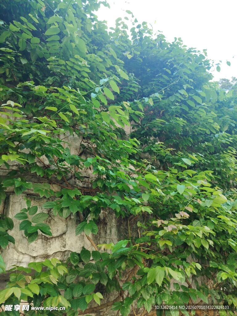 爬满绿植的老旧墙面