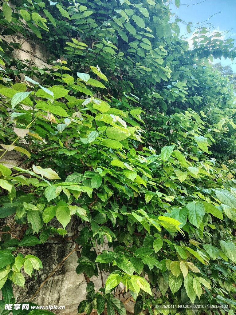 翠绿藤蔓覆盖石墙