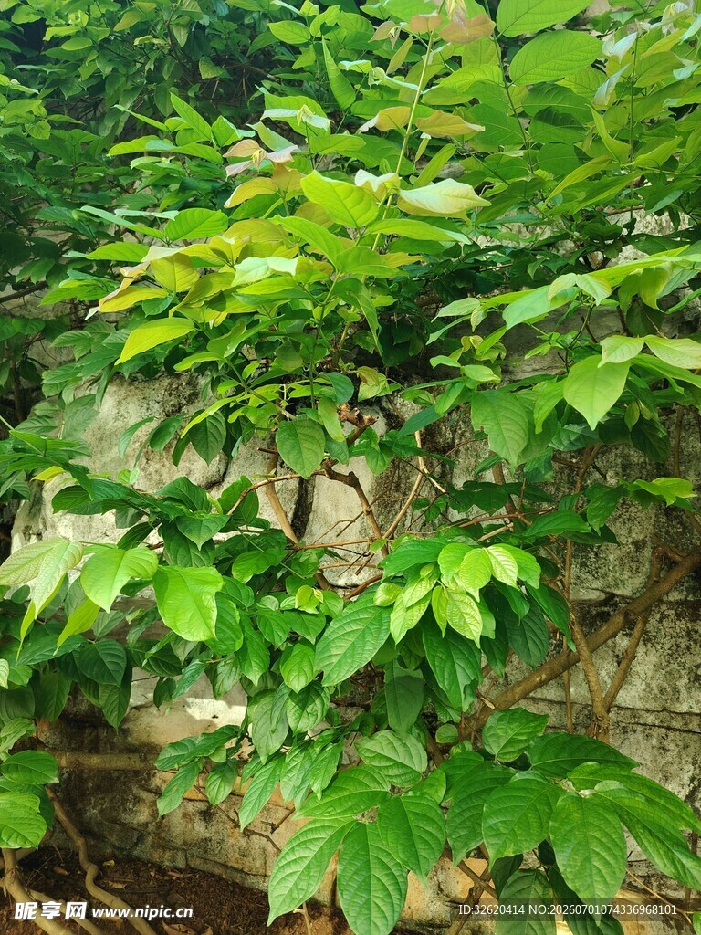 绿叶繁茂的生机景象