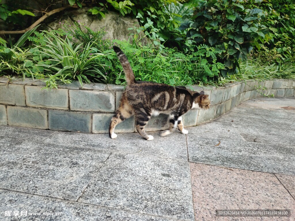 小猫在户外的行走瞬间