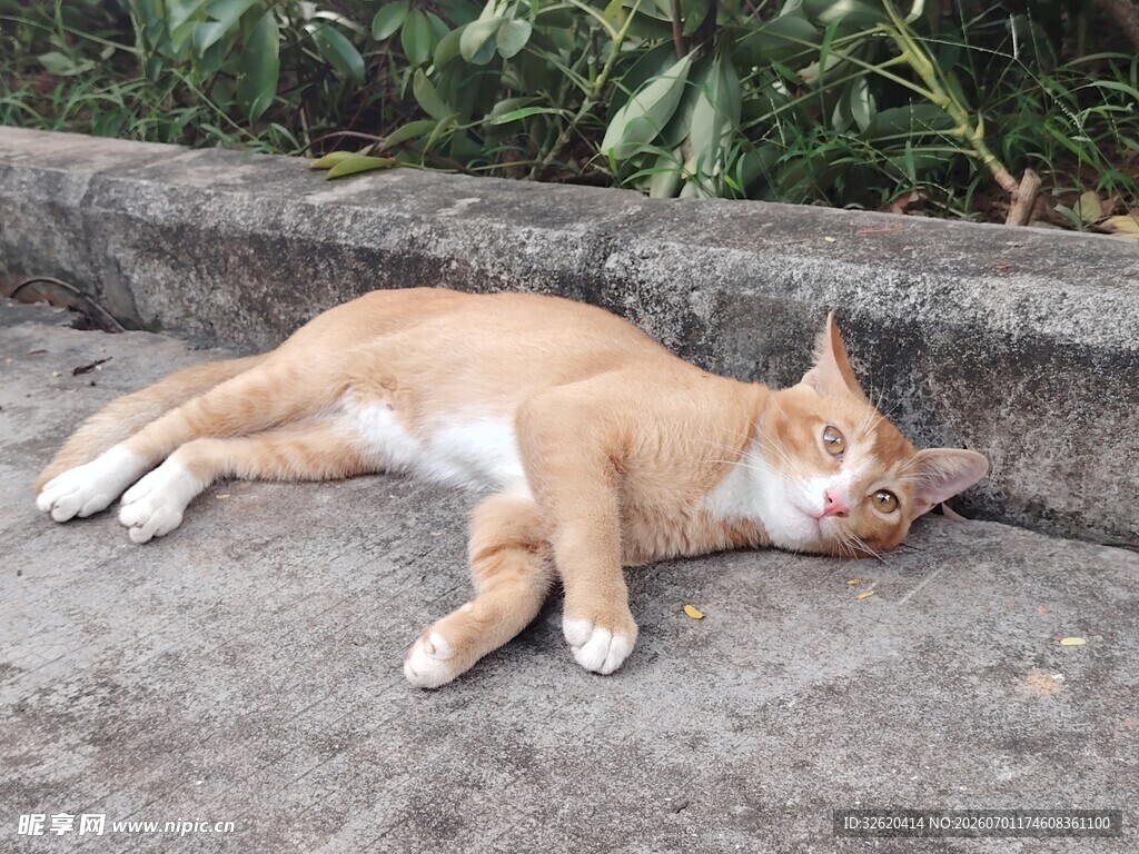 橘猫惬意躺地小憩