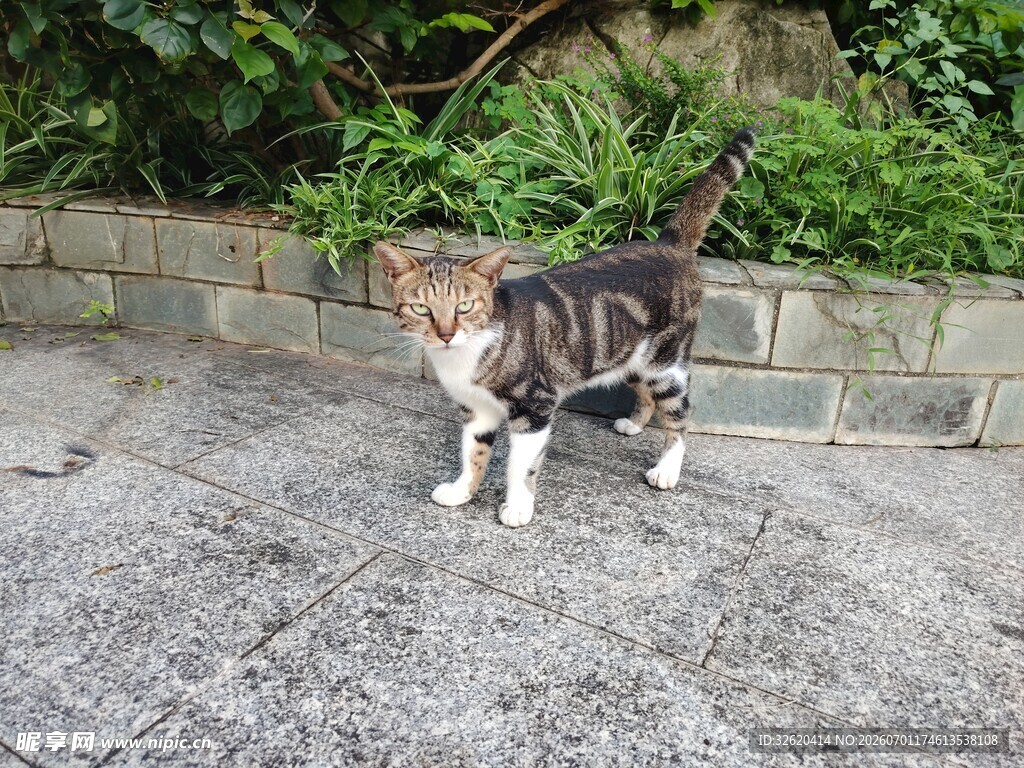 两只萌宠猫咪户外漫步