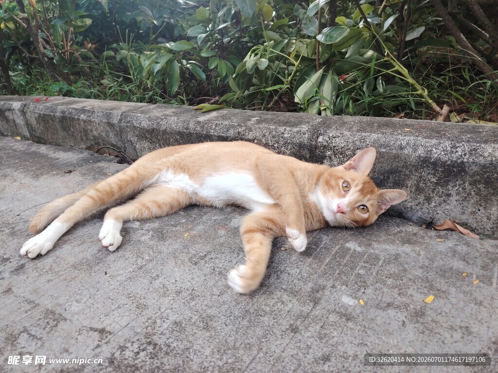 路边酣睡的小猫