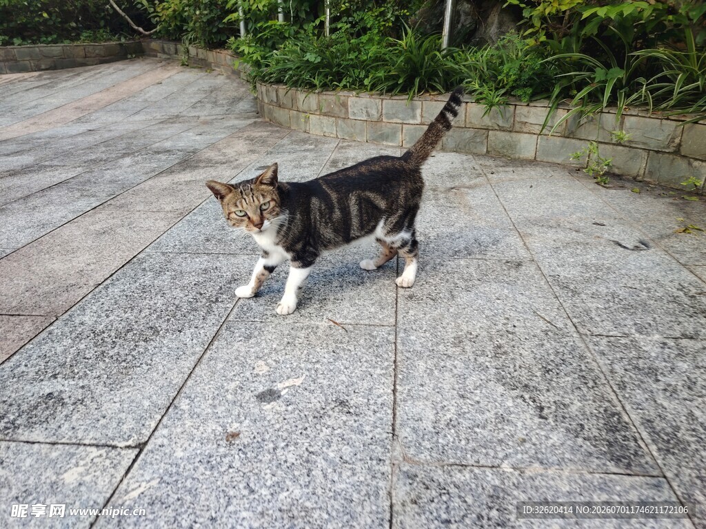 户外行走的可爱小猫咪