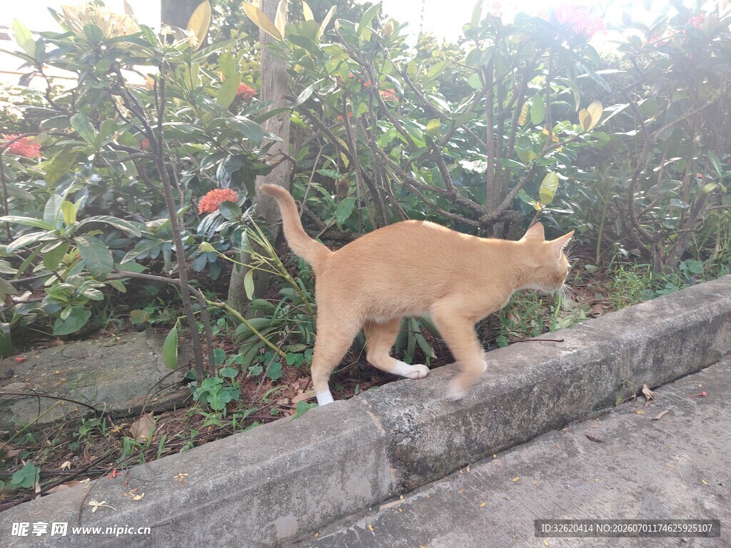 橘猫漫步于绿植旁