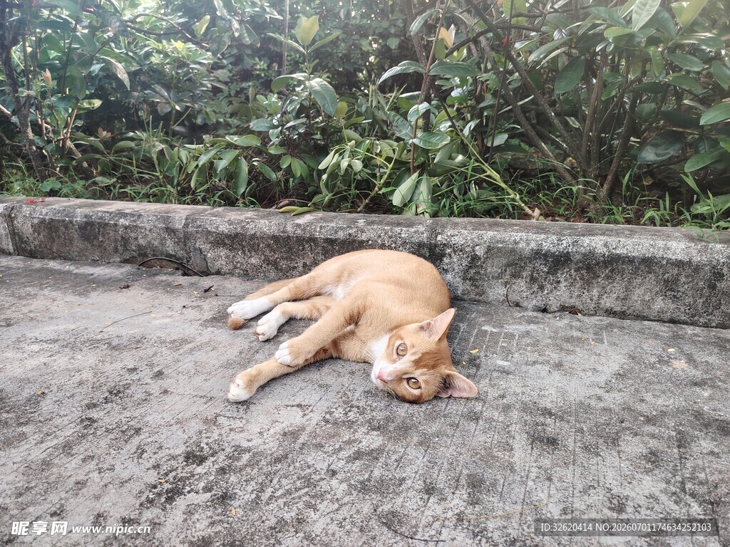路边休憩的猫咪