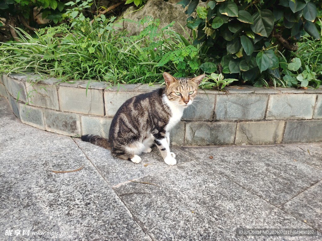 路边蹲坐的三色猫咪
