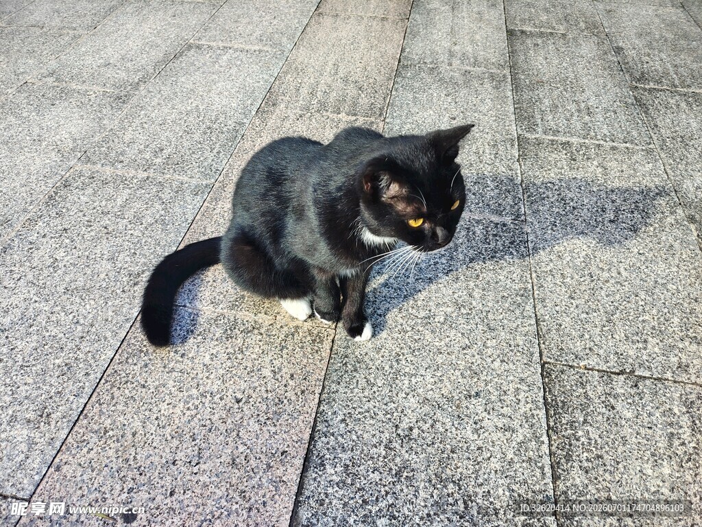 黑猫蹲坐于石板地面