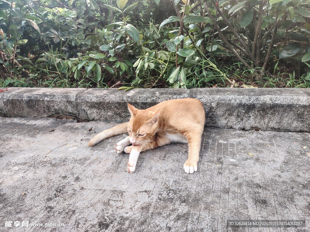 猫咪