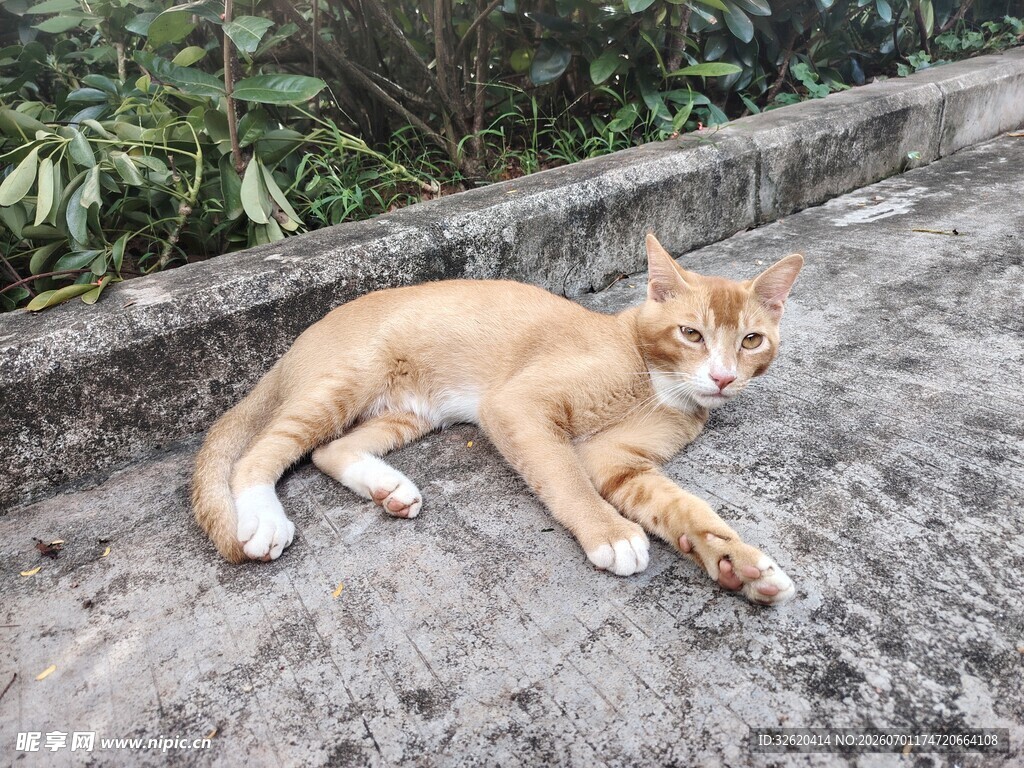 橘猫趴地休憩