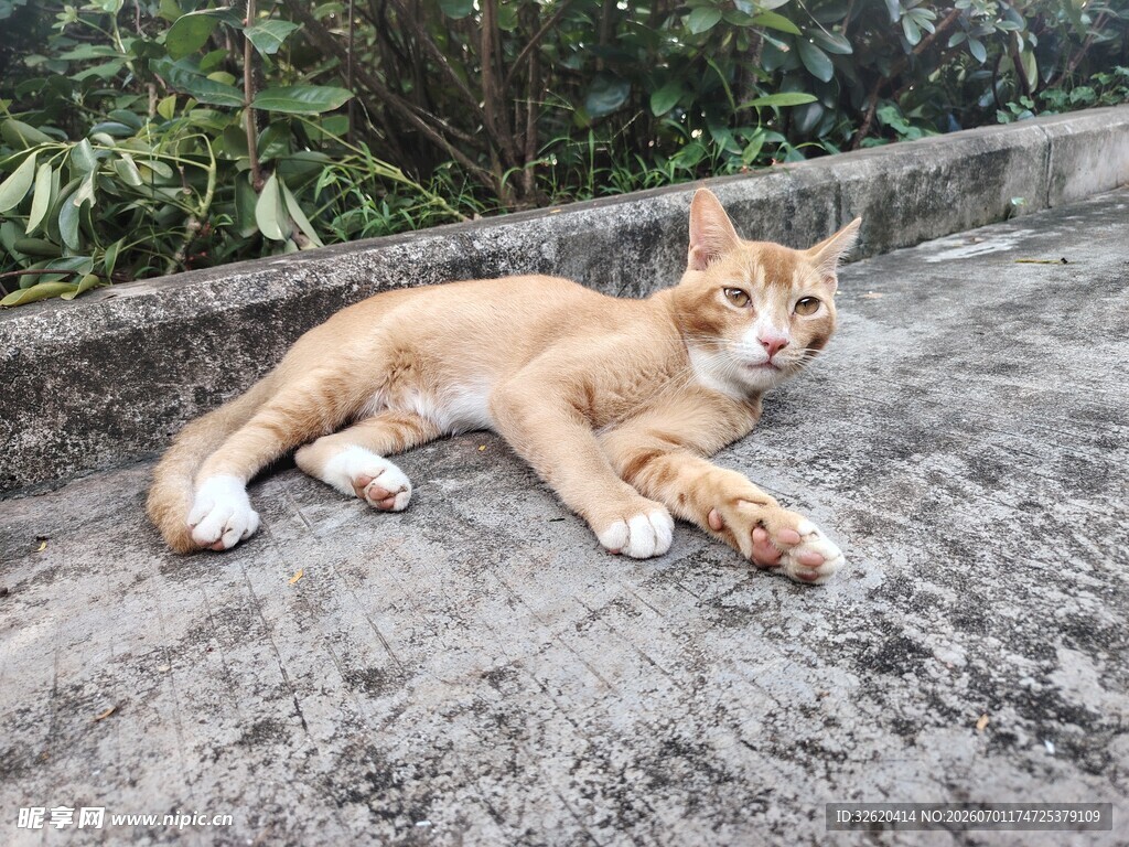 橘猫悠闲趴地
