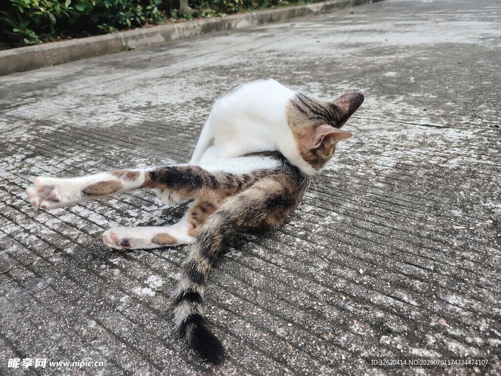 猫咪惬意躺地享受时光